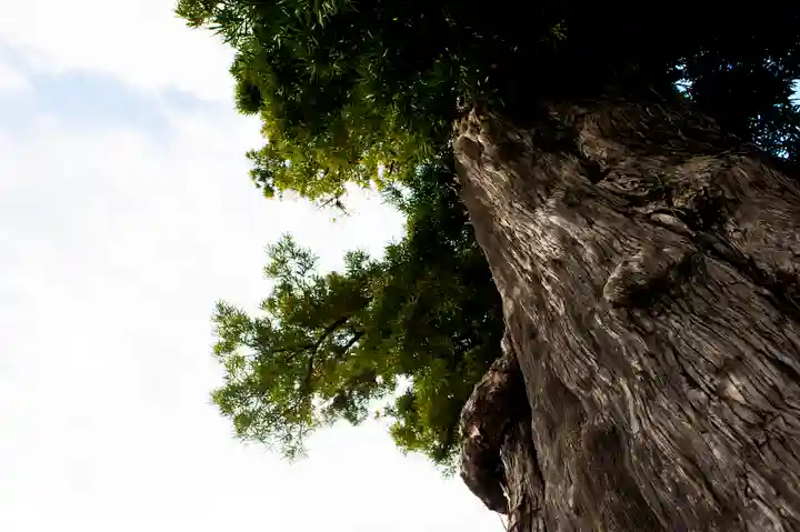 前玉神社の自然