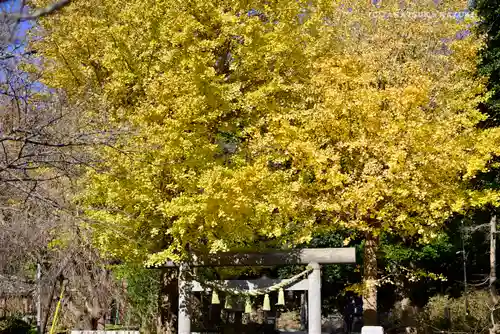 葛原岡神社の鳥居