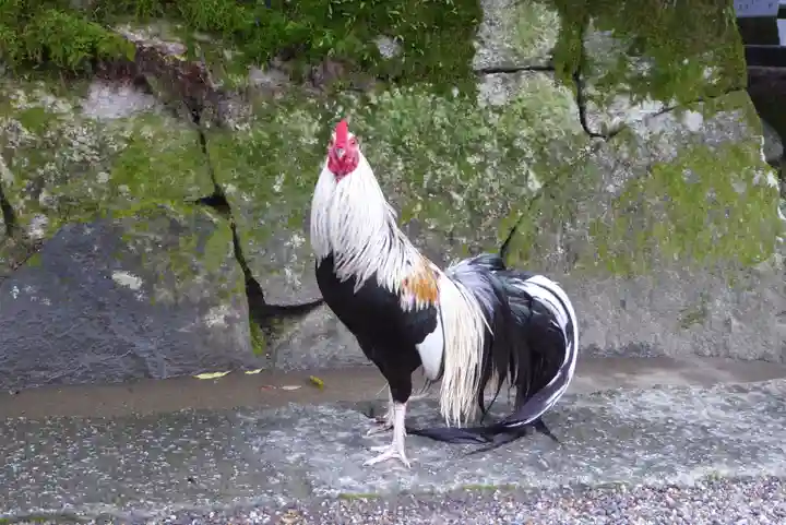 石上神宮の動物