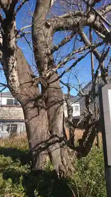 浅間神社の自然