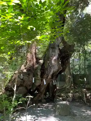 來宮神社(静岡県)