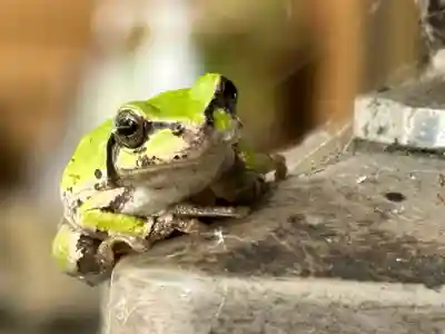 須山浅間神社(静岡県)