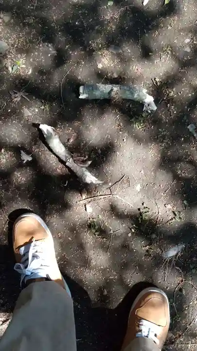 酒門神社の自然