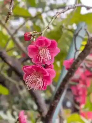 成子天神社(東京都)