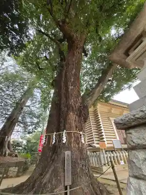 諏訪神社(東京都)
