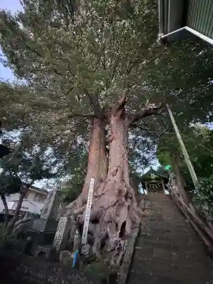 愛宕神社の{uncategorized: "未分類", other: "その他", undefined: "問題あり", building: "その他建物", grave: "お墓", sacred_gate: "鳥居", guardian: "狛犬", statue: "像", buddha: "仏像", history: "歴史", nature: "自然", garden: "庭園", animal: "動物", pagoda: "塔", temizu: "手水舎", mountain_gate: "山門・神門", sanctuary: "本殿・本堂", subordinate: "末社・摂社", art: "芸術", scenery: "景色", jizo: "地蔵", ema: "絵馬", goshuin: "御朱印", omikuji: "おみくじ", items: "授与品その他", amulet: "お守り", goshuincho: "御朱印帳", eats: "食事", festival: "お祭り", votive_dance: "神楽", shichigosan: "七五三参", wedding: "結婚式", experience: "体験その他", initially: "初詣", around: "周辺", anti_infection: "感染症対策"}