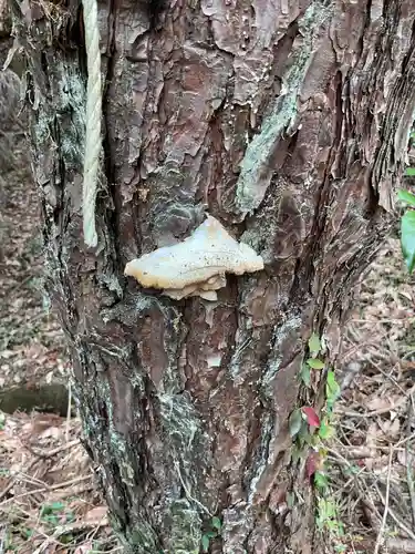 尾張冨士大宮浅間神社(愛知県)