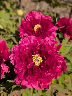 愛染院(東京都)