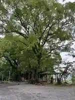 千栗八幡宮(佐賀県)