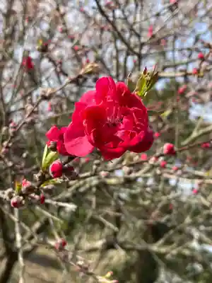 大生郷天満宮(茨城県)