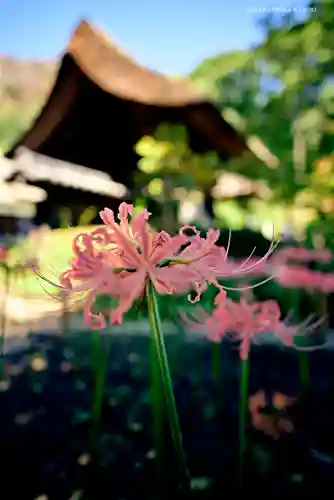 横浜　西方寺の自然