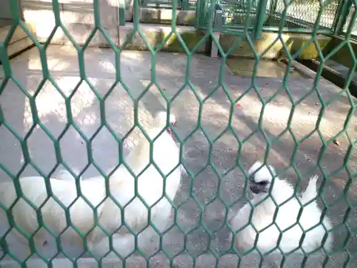 阿智神社の動物