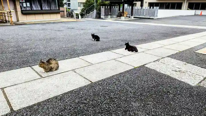 白金氷川神社の動物