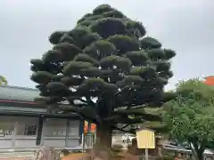 石川護國神社の庭園