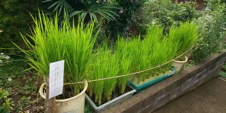 横浜御嶽神社の自然