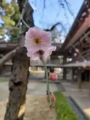 妙法寺(東京都)