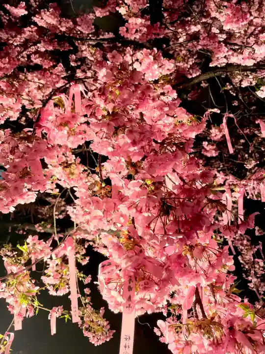 桜神宮(東京都)