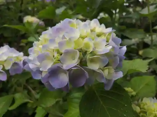 矢田寺(奈良県)