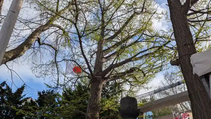 札幌諏訪神社の自然