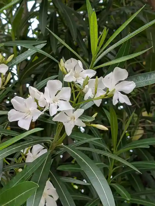 矢向日枝神社(神奈川県)