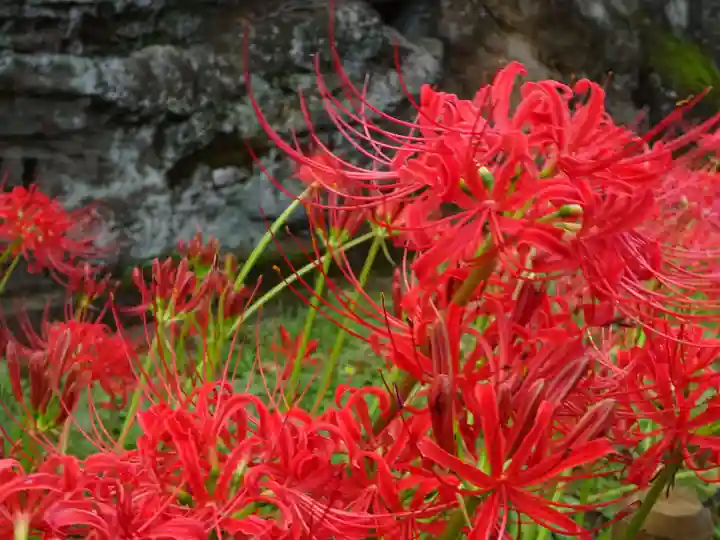 横浜 西方寺の自然