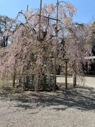 大國魂神社の自然