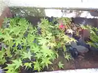 大依羅神社の自然