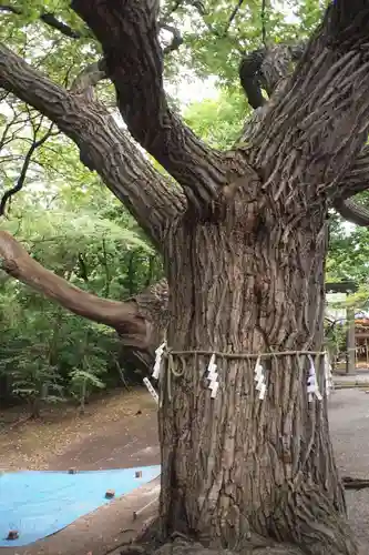 相馬神社の自然