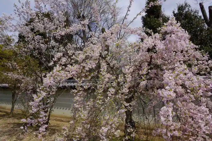 仁和寺(京都府)