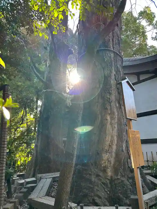 川越氷川神社(埼玉県)