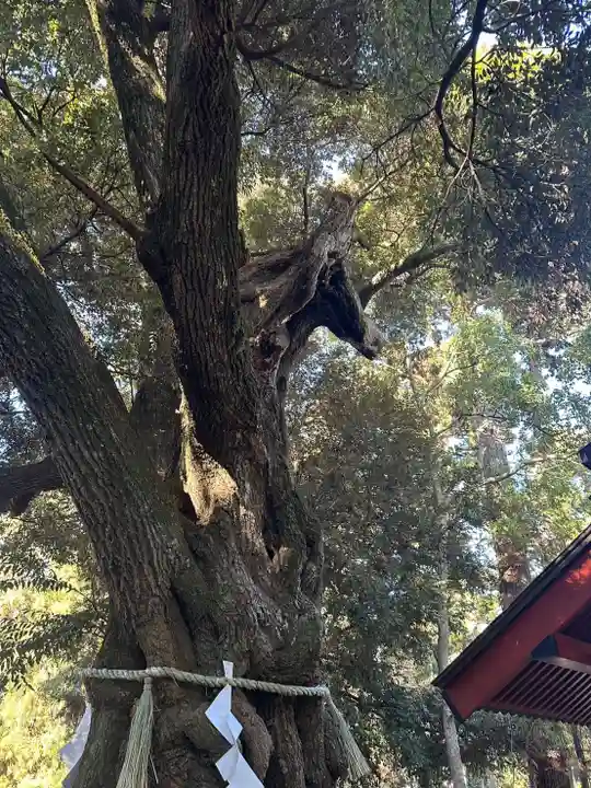大杉神社(茨城県)