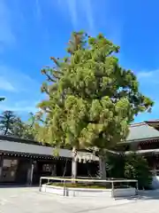 寒川神社の自然