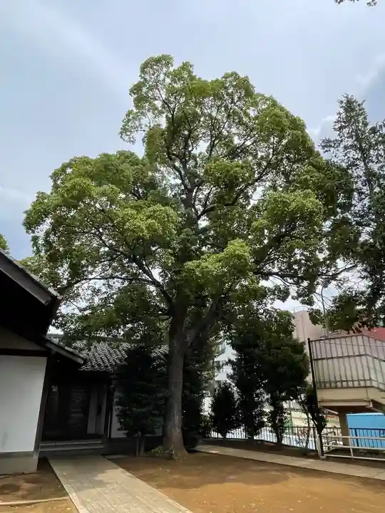 代田八幡神社の自然