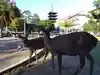 興福寺の動物