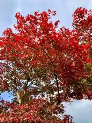 櫻岡大神宮(宮城県)