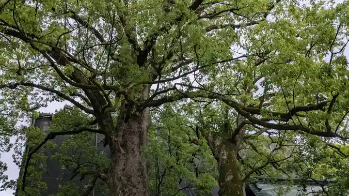 太宰府天満宮の自然