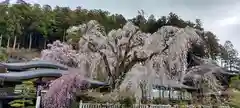 久遠寺の自然