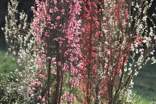 阿久津「田村神社」（郡山市阿久津町）旧社名：伊豆箱根三嶋三社の景色