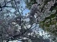 阿佐ヶ谷神明宮の{uncategorized: "未分類", other: "その他", undefined: "問題あり", building: "その他建物", grave: "お墓", sacred_gate: "鳥居", guardian: "狛犬", statue: "像", buddha: "仏像", history: "歴史", nature: "自然", garden: "庭園", animal: "動物", pagoda: "塔", temizu: "手水舎", mountain_gate: "山門・神門", sanctuary: "本殿・本堂", subordinate: "末社・摂社", art: "芸術", scenery: "景色", jizo: "地蔵", ema: "絵馬", goshuin: "御朱印", omikuji: "おみくじ", items: "授与品その他", amulet: "お守り", goshuincho: "御朱印帳", eats: "食事", festival: "お祭り", votive_dance: "神楽", shichigosan: "七五三参", wedding: "結婚式", experience: "体験その他", initially: "初詣", around: "周辺", anti_infection: "感染症対策"}