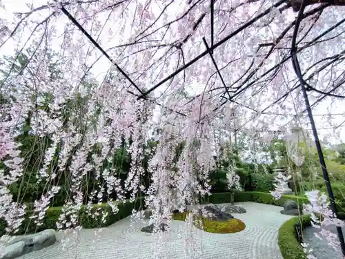 退蔵院(京都府)