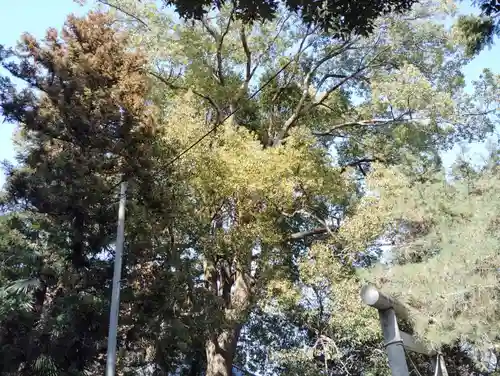 楠木神社の自然