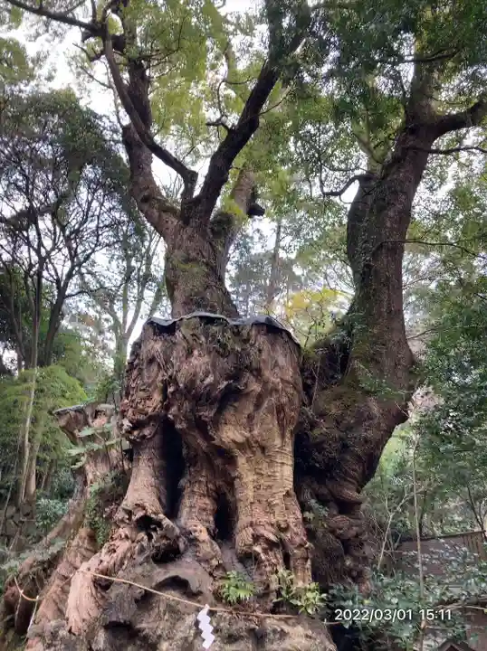 來宮神社(静岡県)