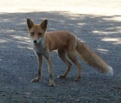 留辺蘂神社の動物