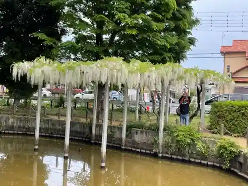 玉敷神社の庭園