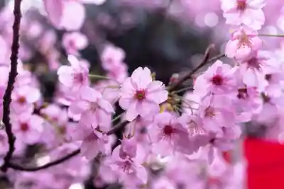 平野神社(京都府)