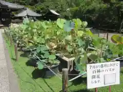 三室戸寺の自然