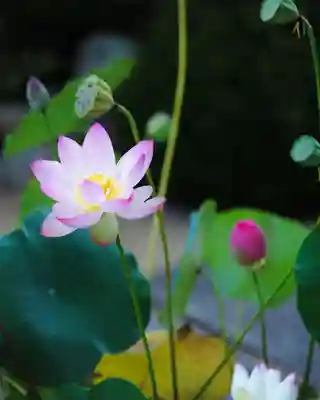 浄土寺(兵庫県)