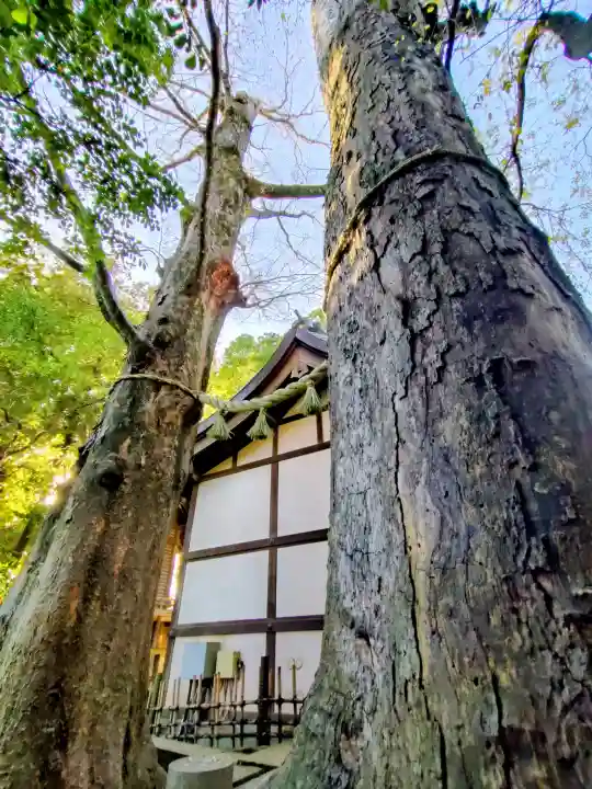 川越氷川神社(埼玉県)