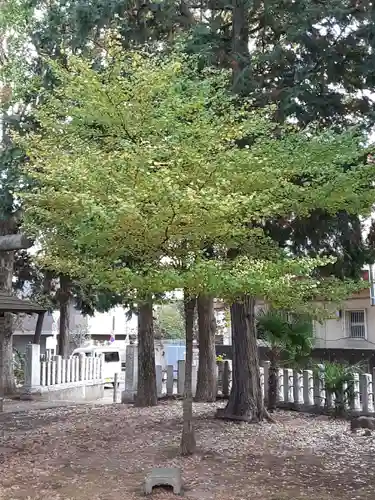 中村八幡神社の自然