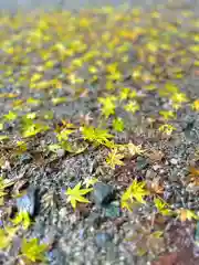 金櫻神社(山梨県)